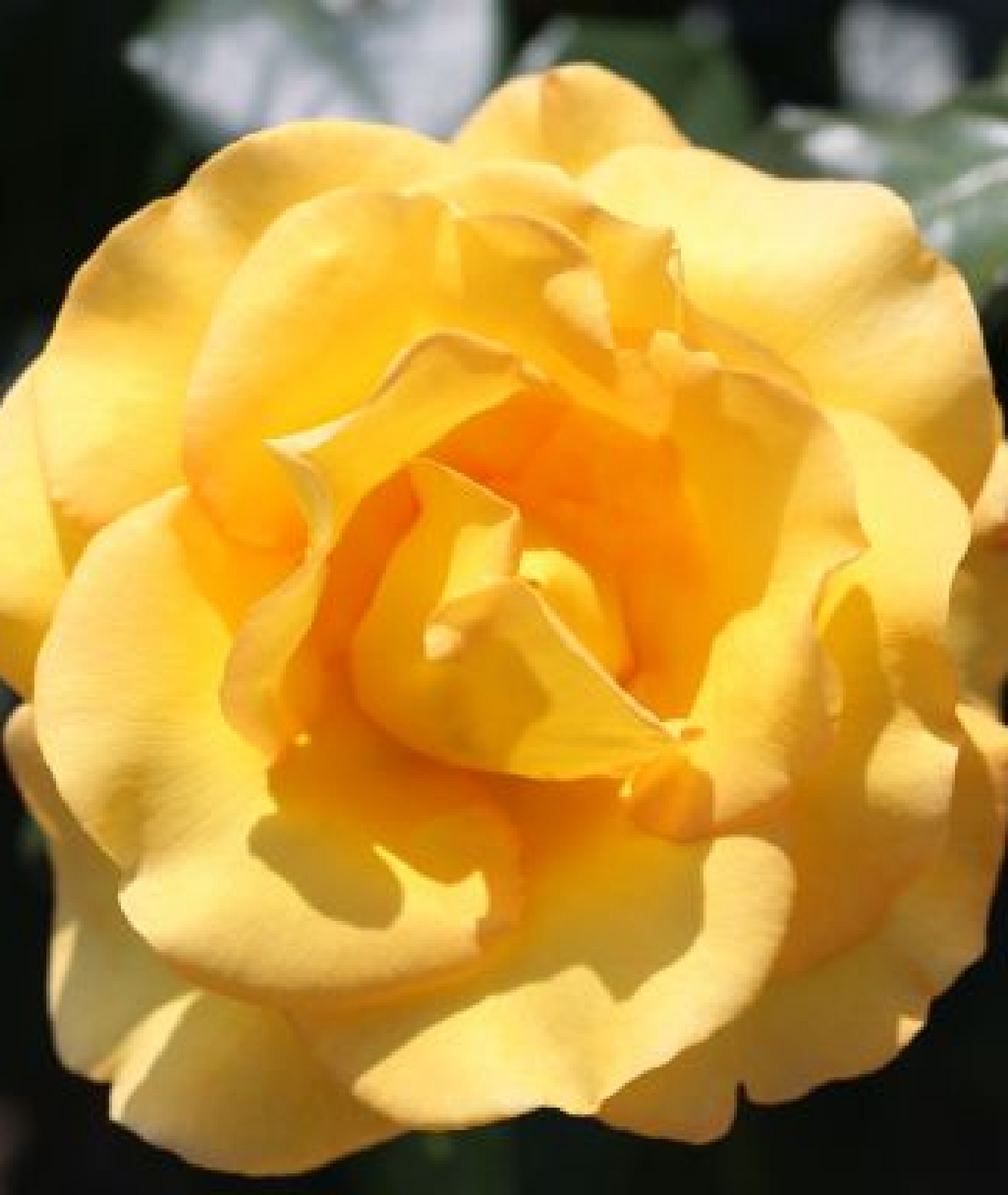 Rosa &