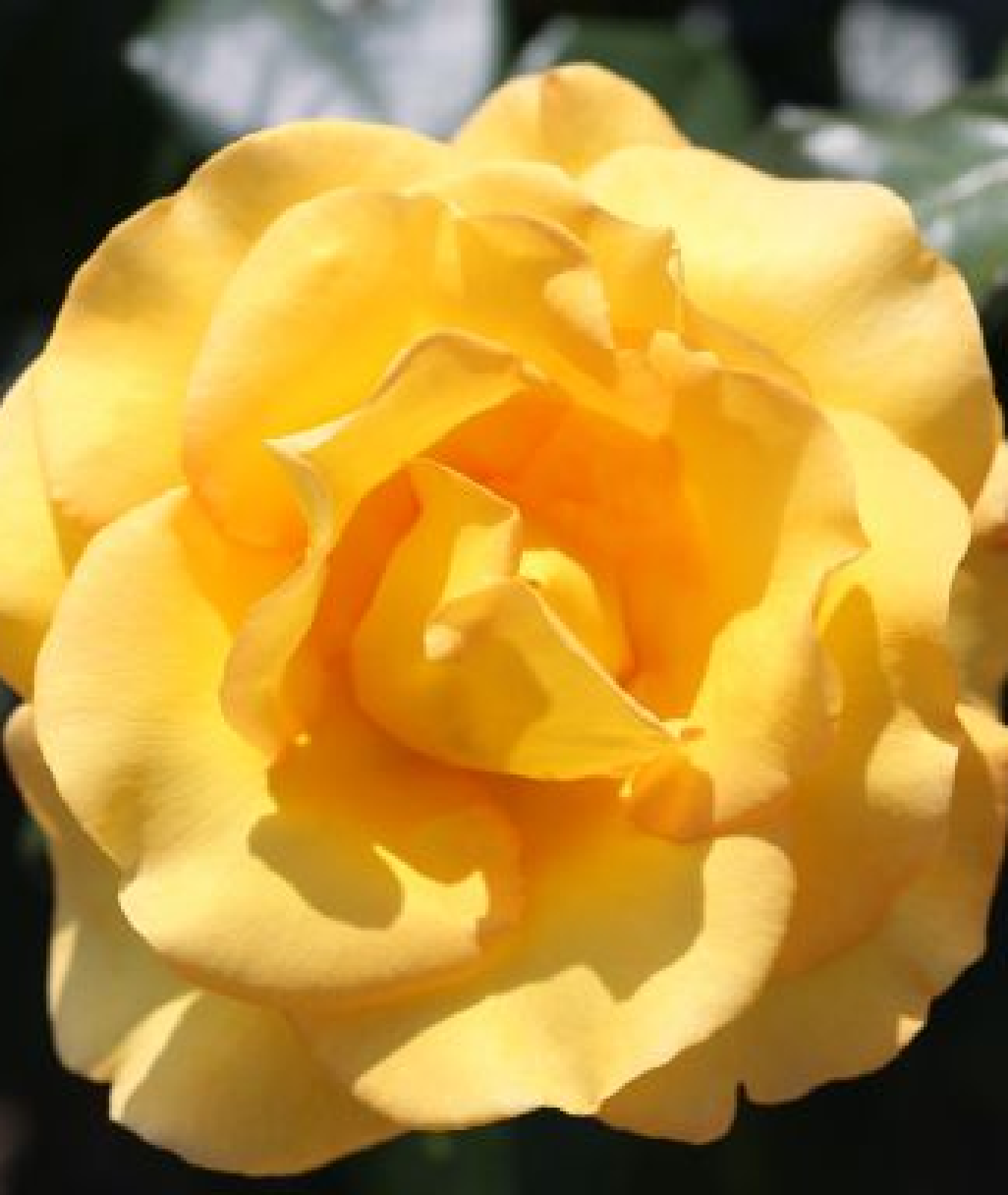 Rosa &