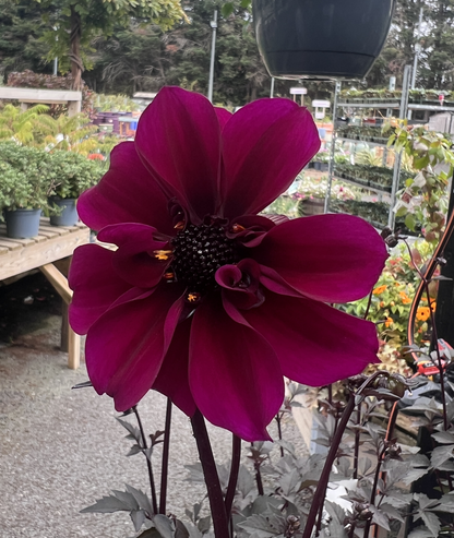 Dahlia &