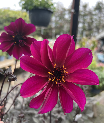 Dahlia &