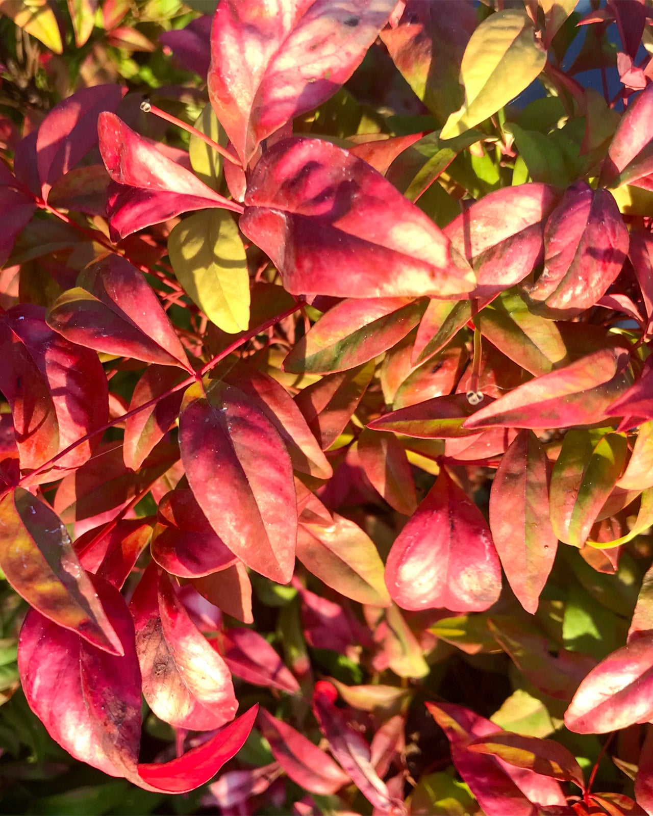Nandina domestica &