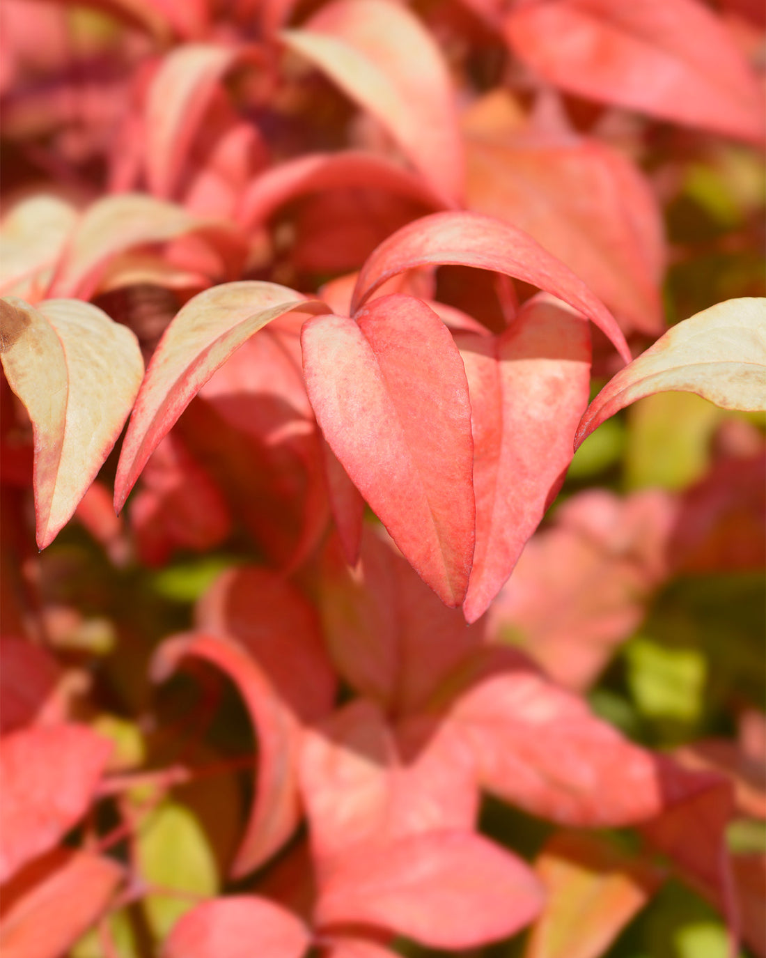 Nandina domestica &