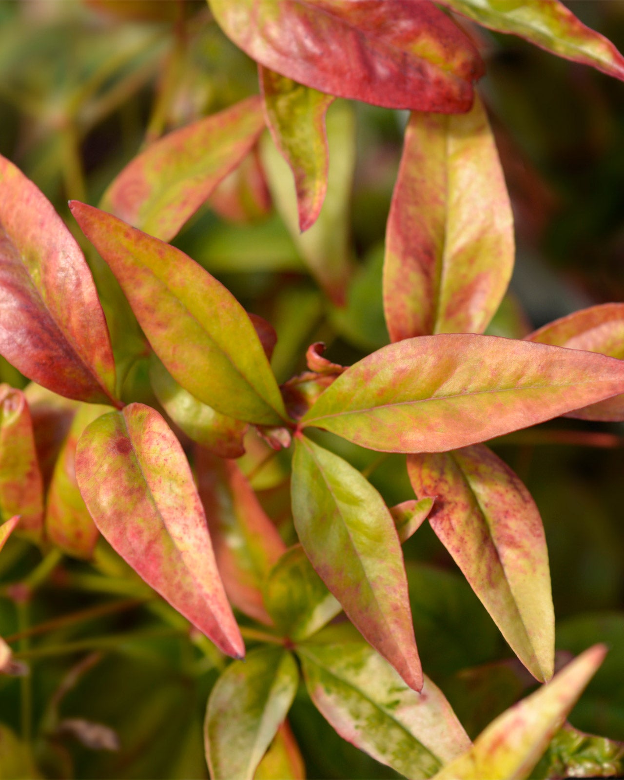 Nandina domestica &
