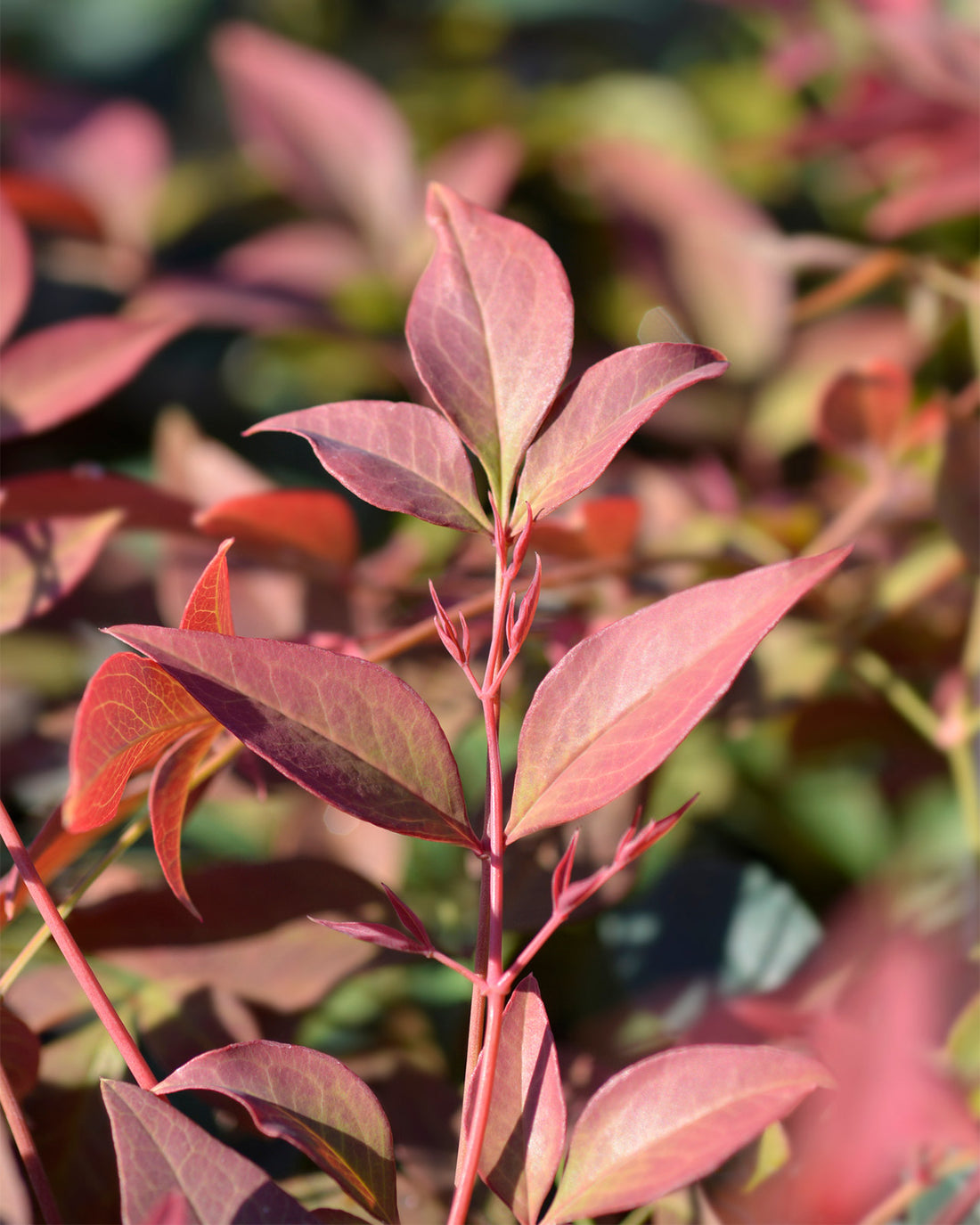 Nandina domestica &