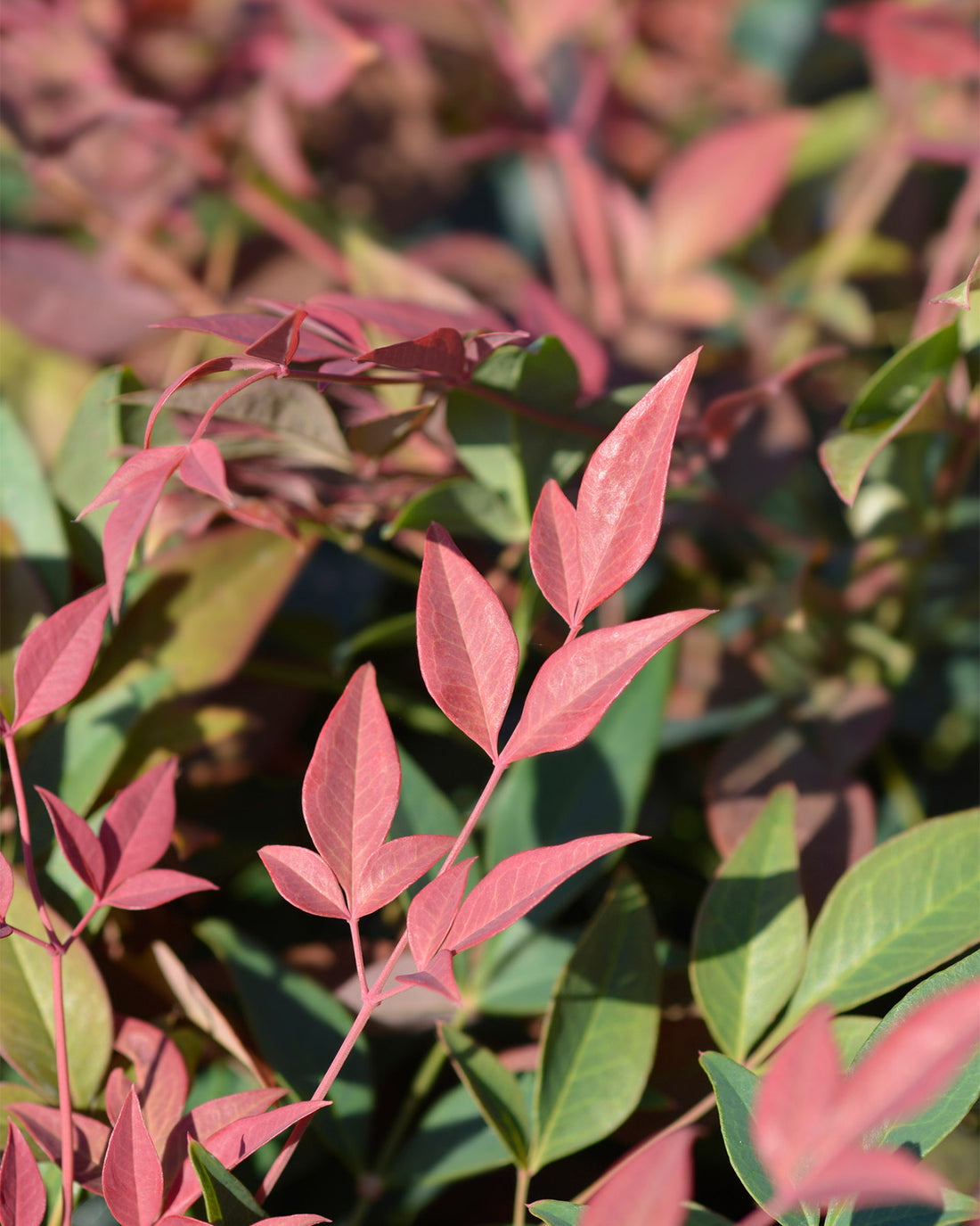 Nandina domestica &