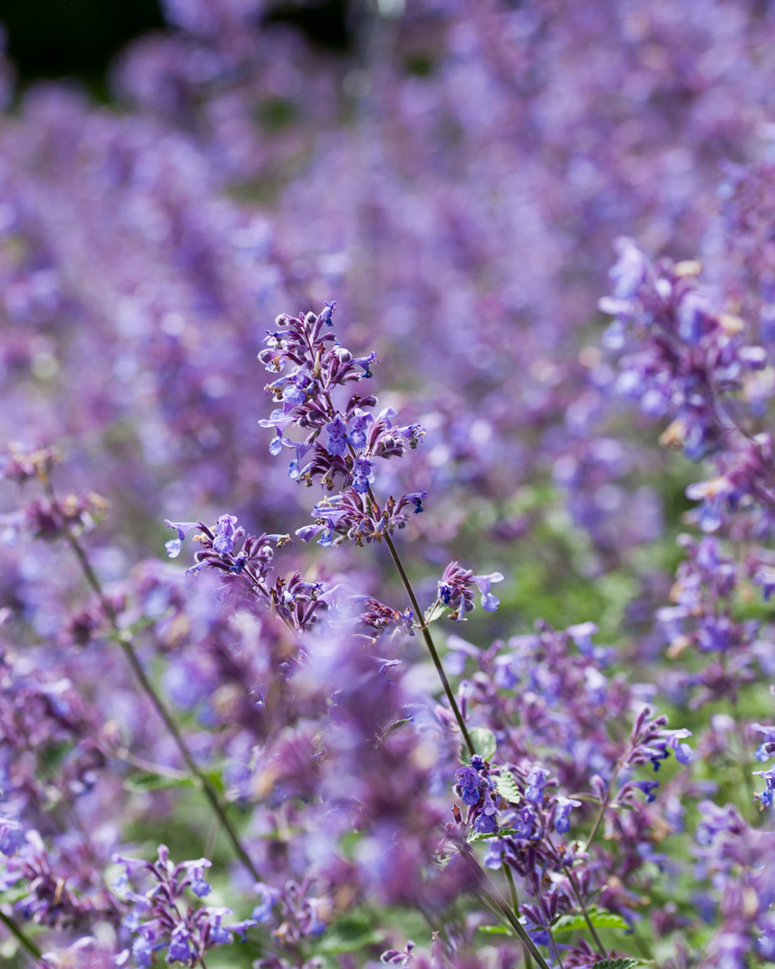 Nepeta &