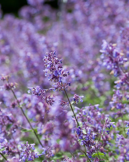 Nepeta &