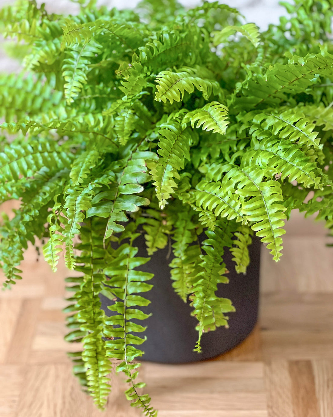 Nephrolepis exaltata &