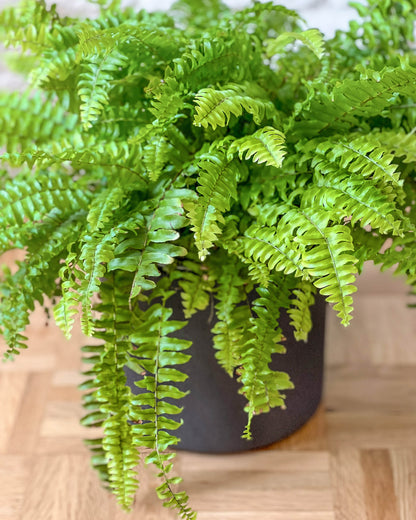 Nephrolepis exaltata &