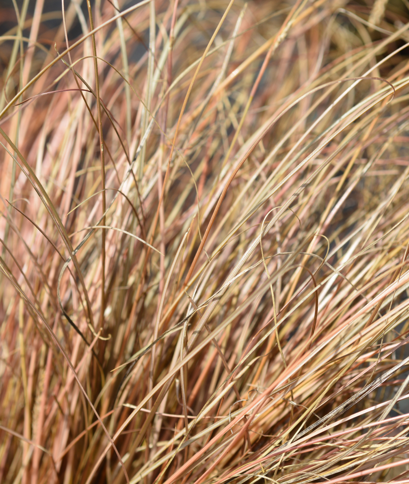 Carex testacea