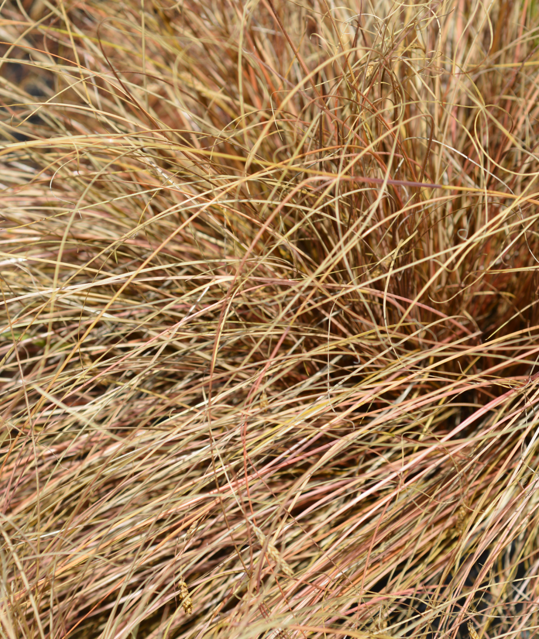 Carex testacea
