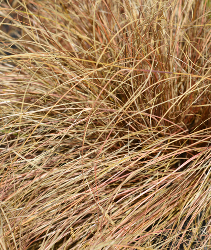 Carex testacea