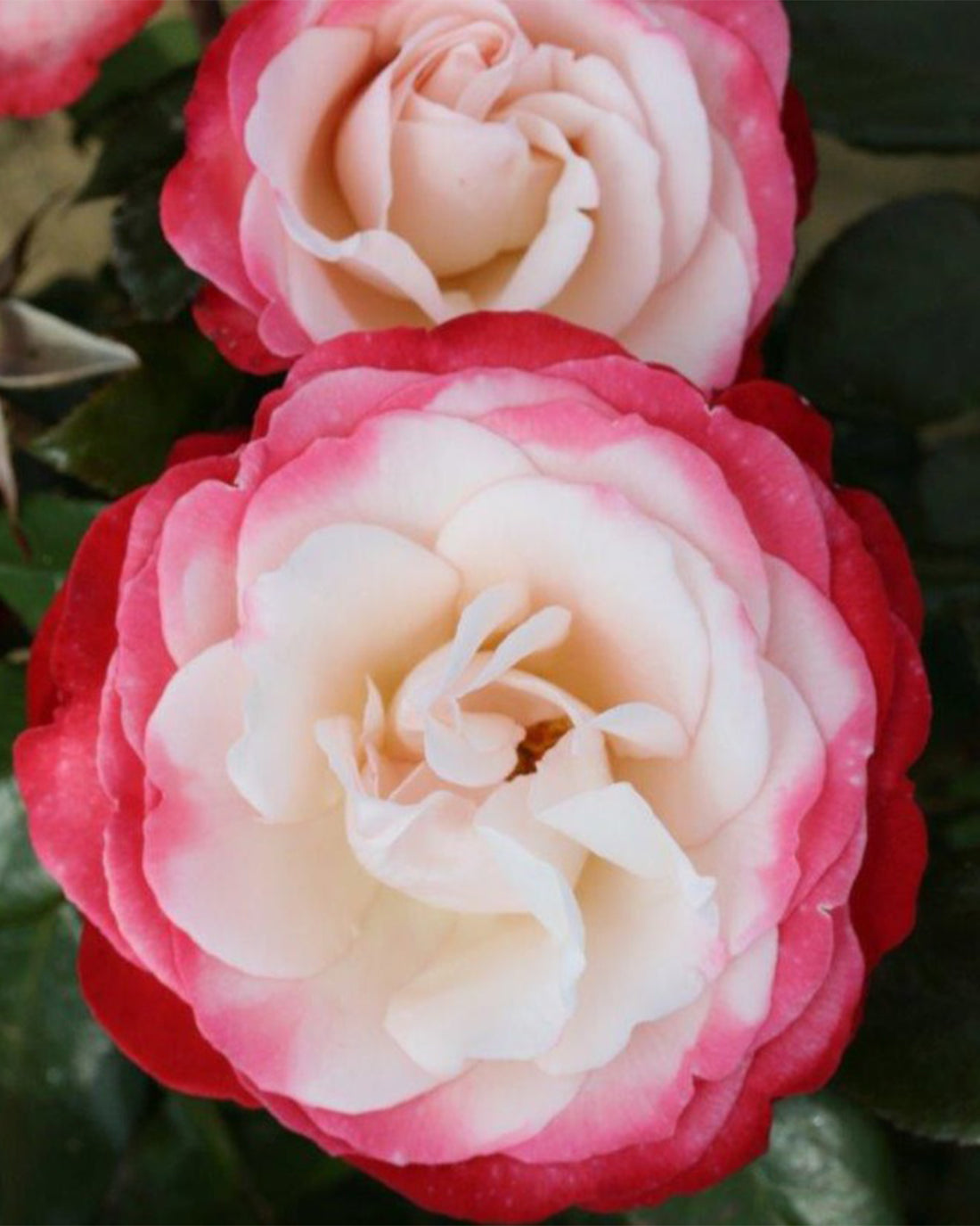 Rosa &