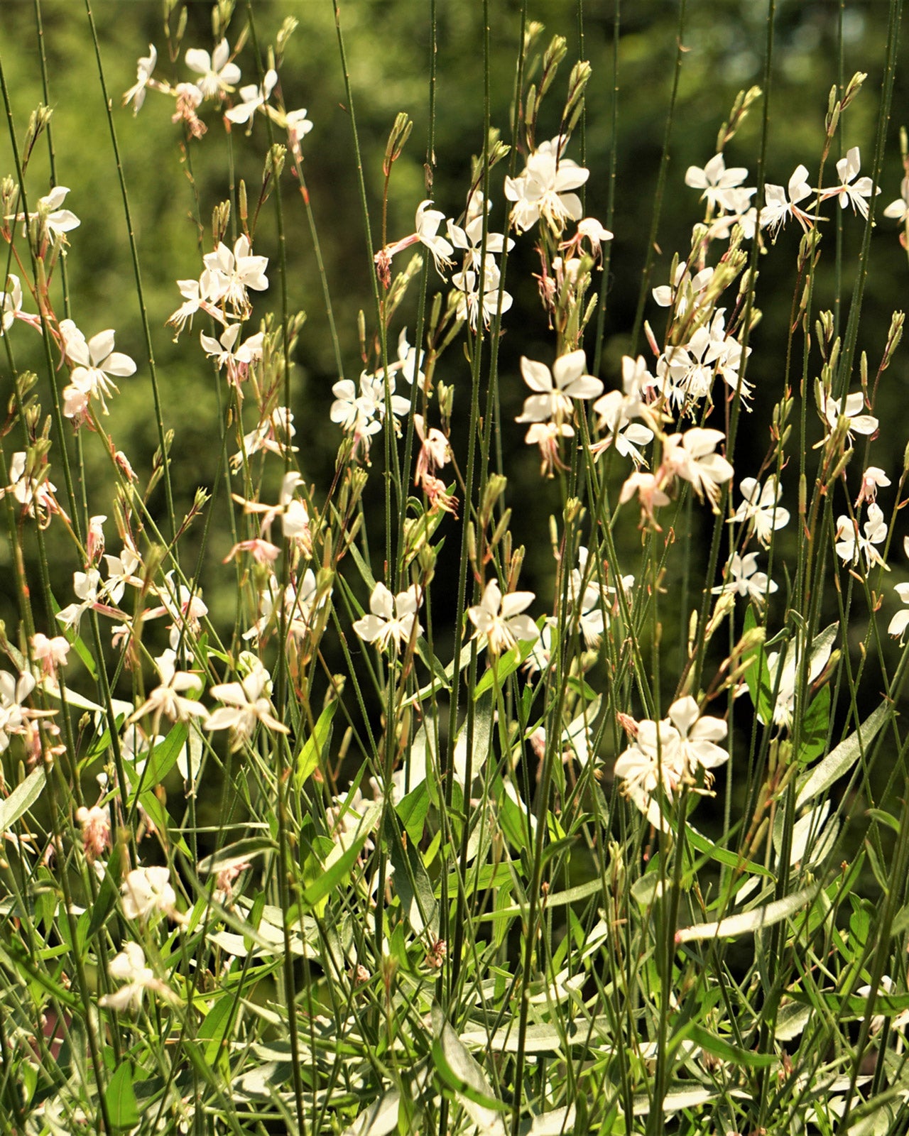Oenothera lindheimeri &
