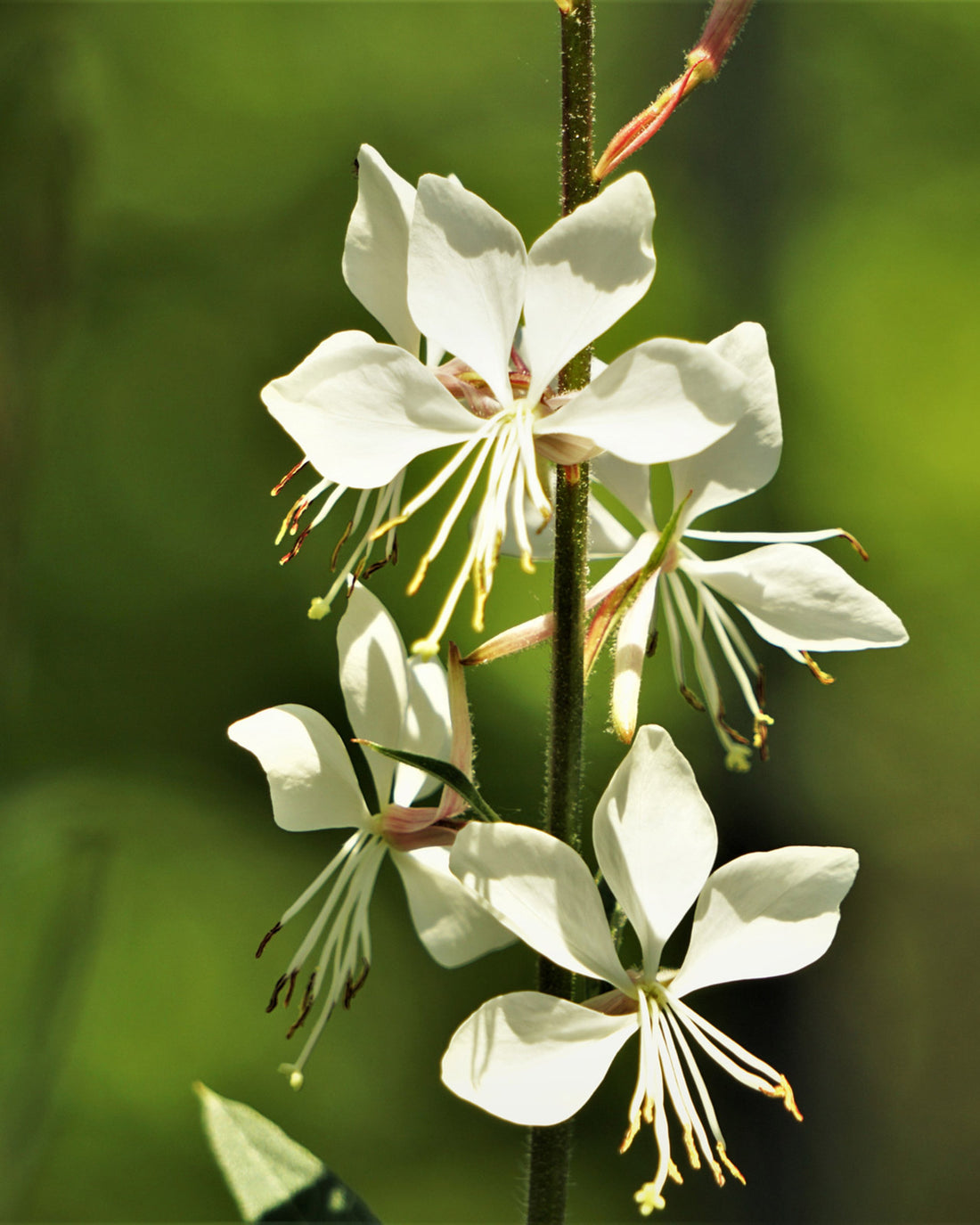 Oenothera lindheimeri &