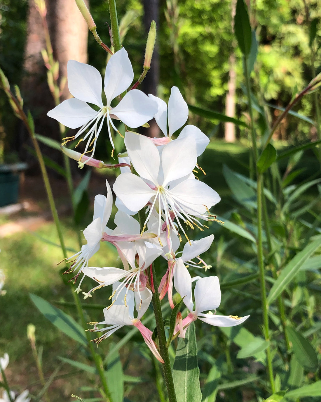 Oenothera lindheimeri &