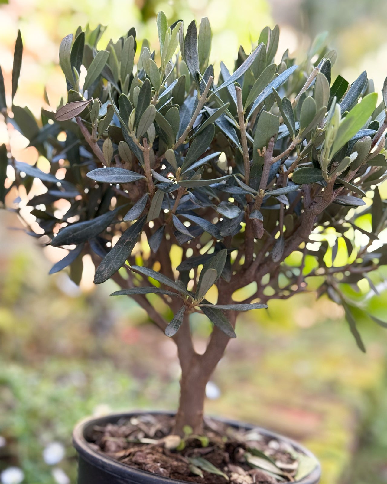 Mini Standard Olive Tree