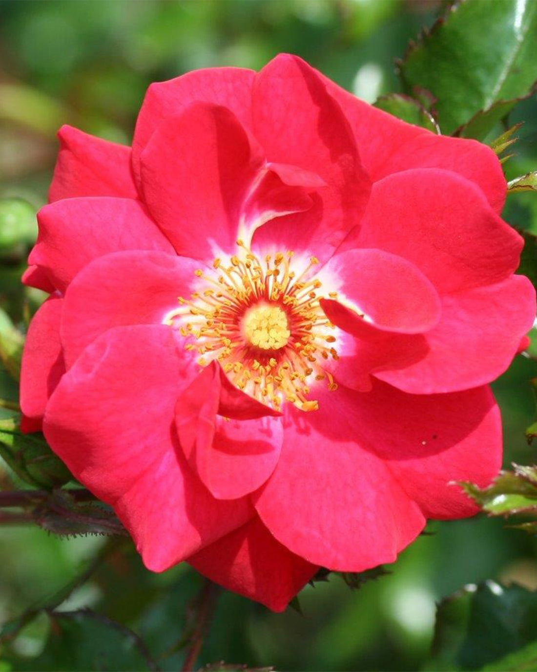 Rose ‘Olympic Flame’ 4L
