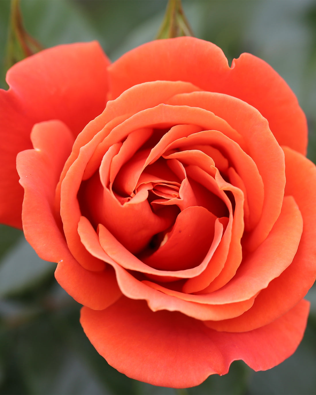Rosa &