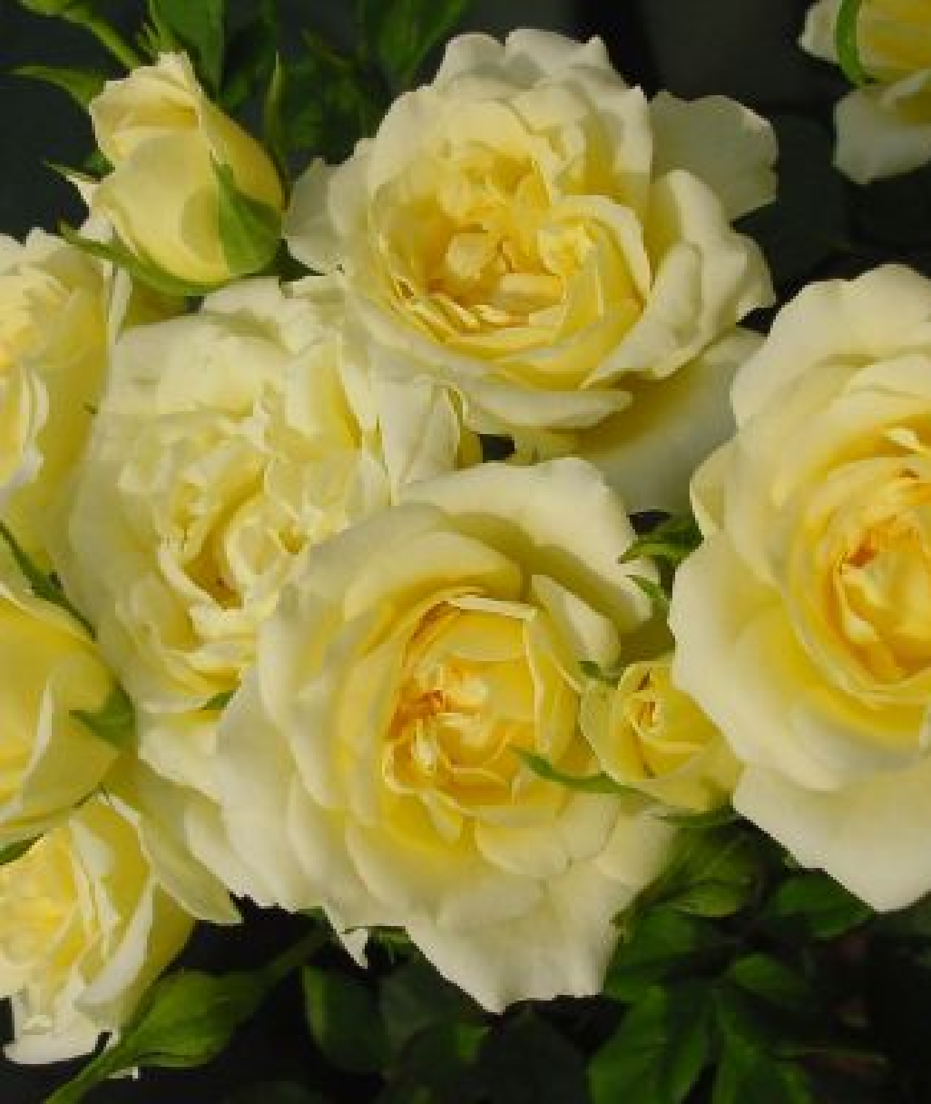 Patio Rose ‘Our Dream’ 3L
