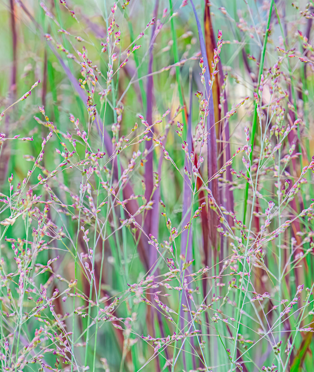 Panicum virgatum &