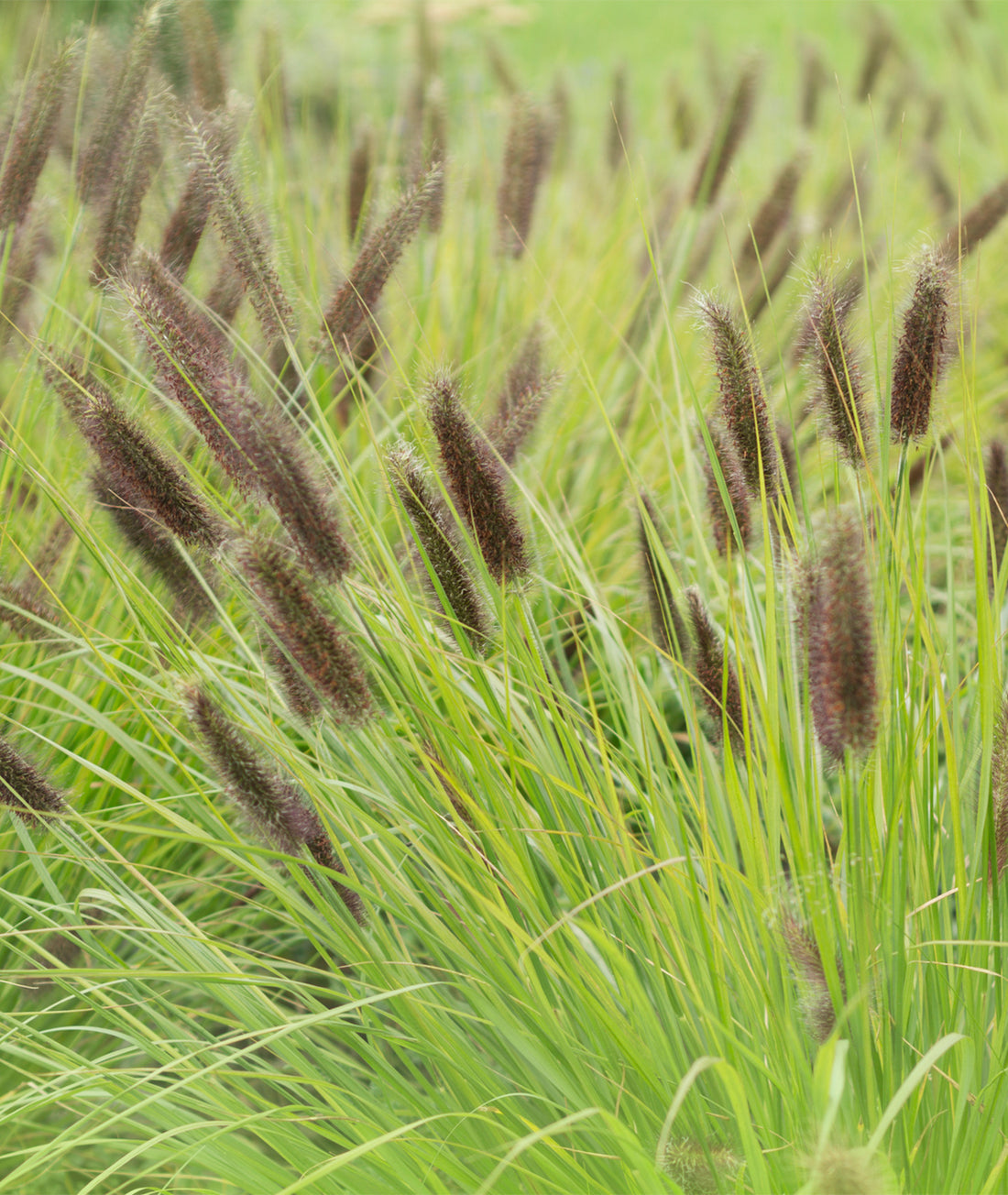 Pennisetum alopecuroides &