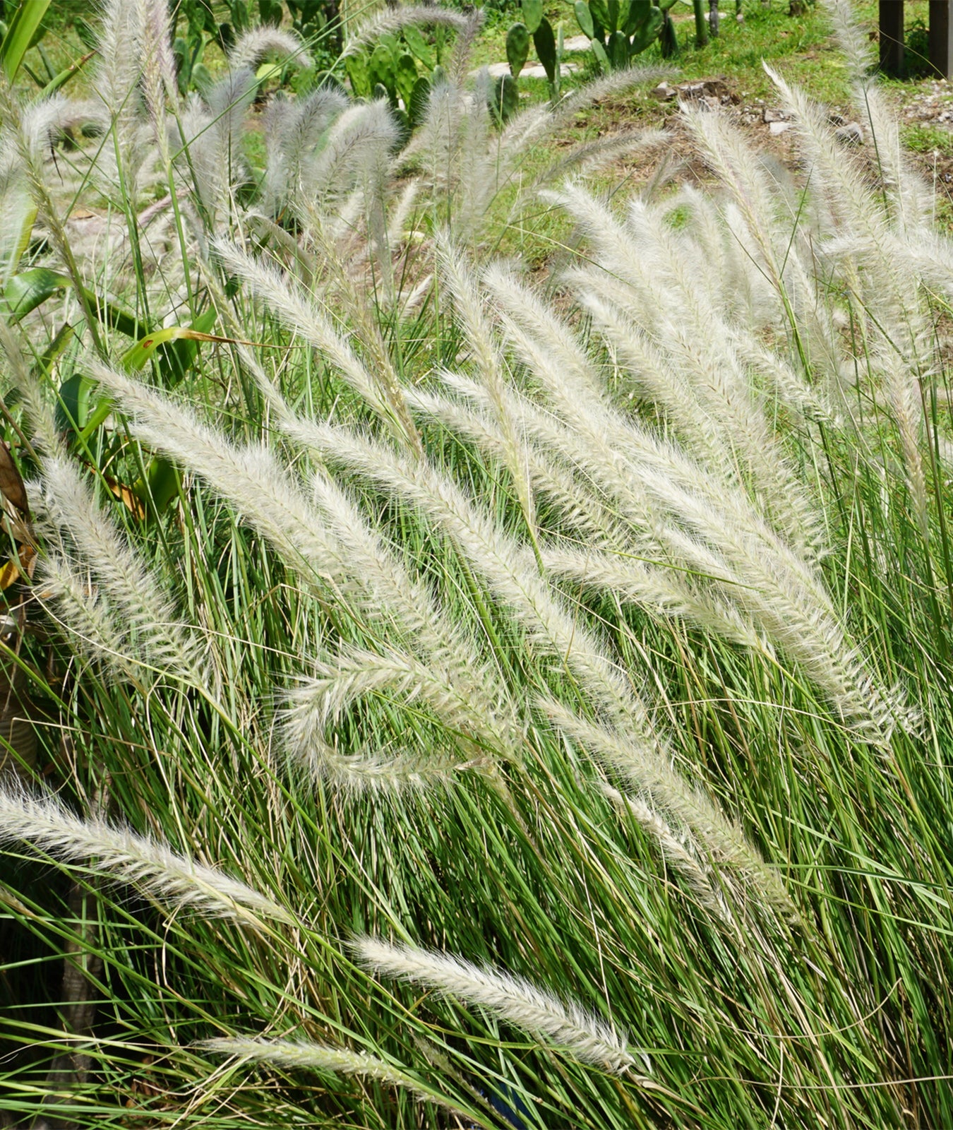 Pennisetum alopecuroides &