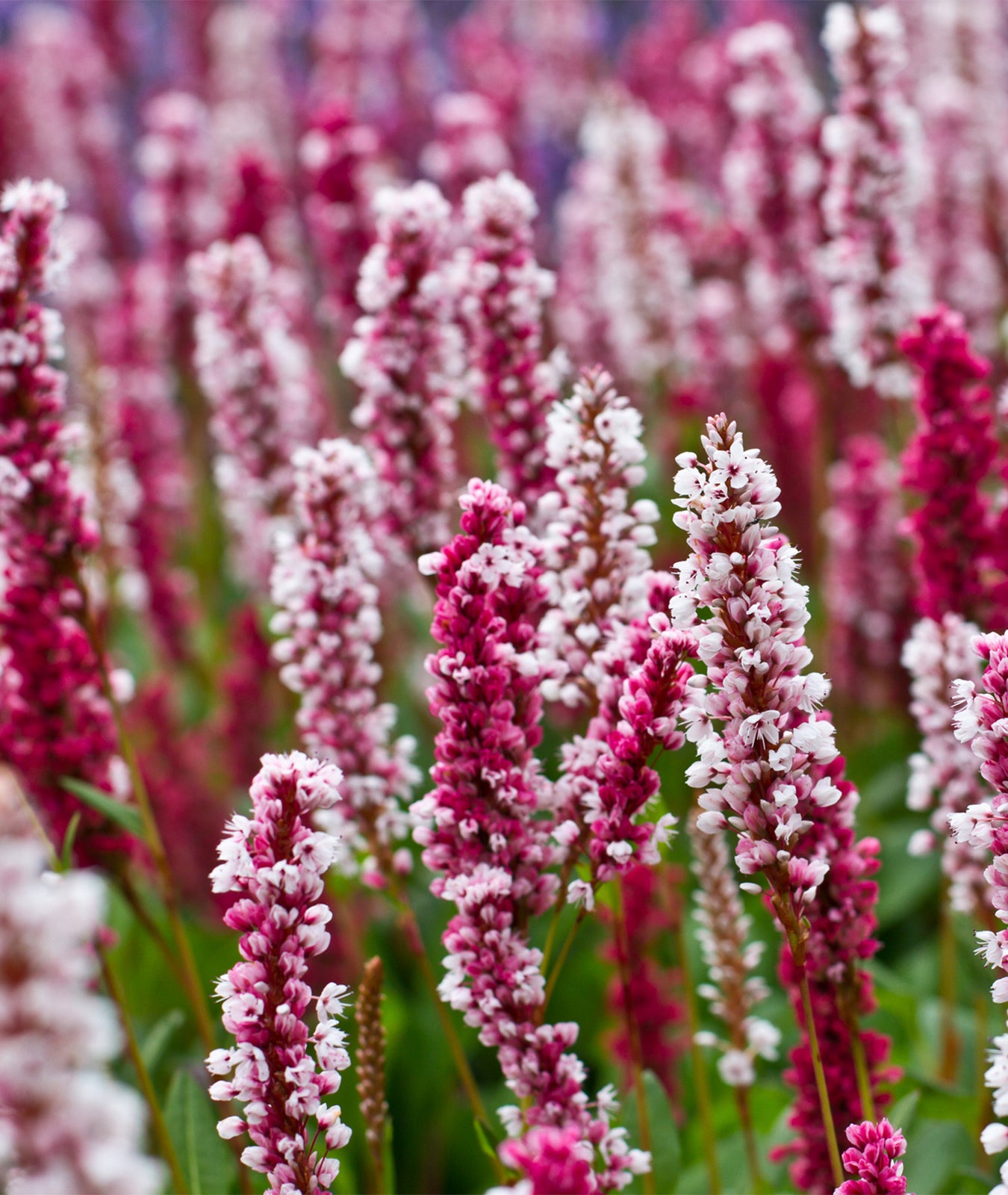 Persicaria affinis &