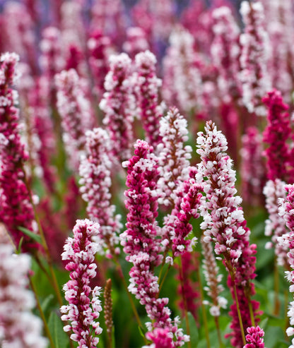 Persicaria affinis &