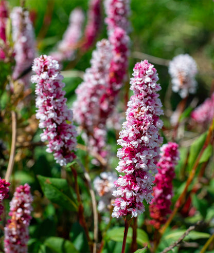Persicaria affinis &