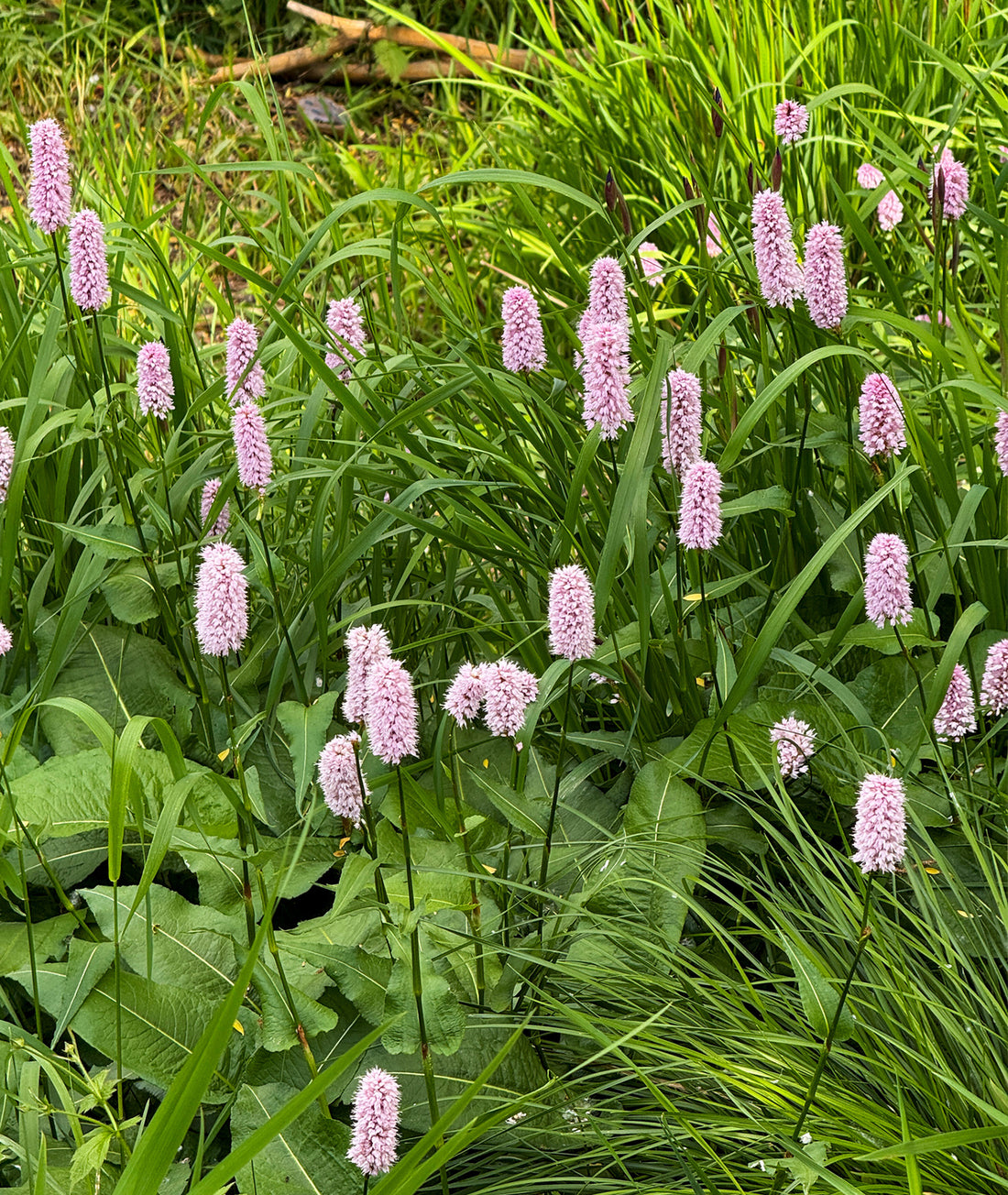 Persicaria bistorta &