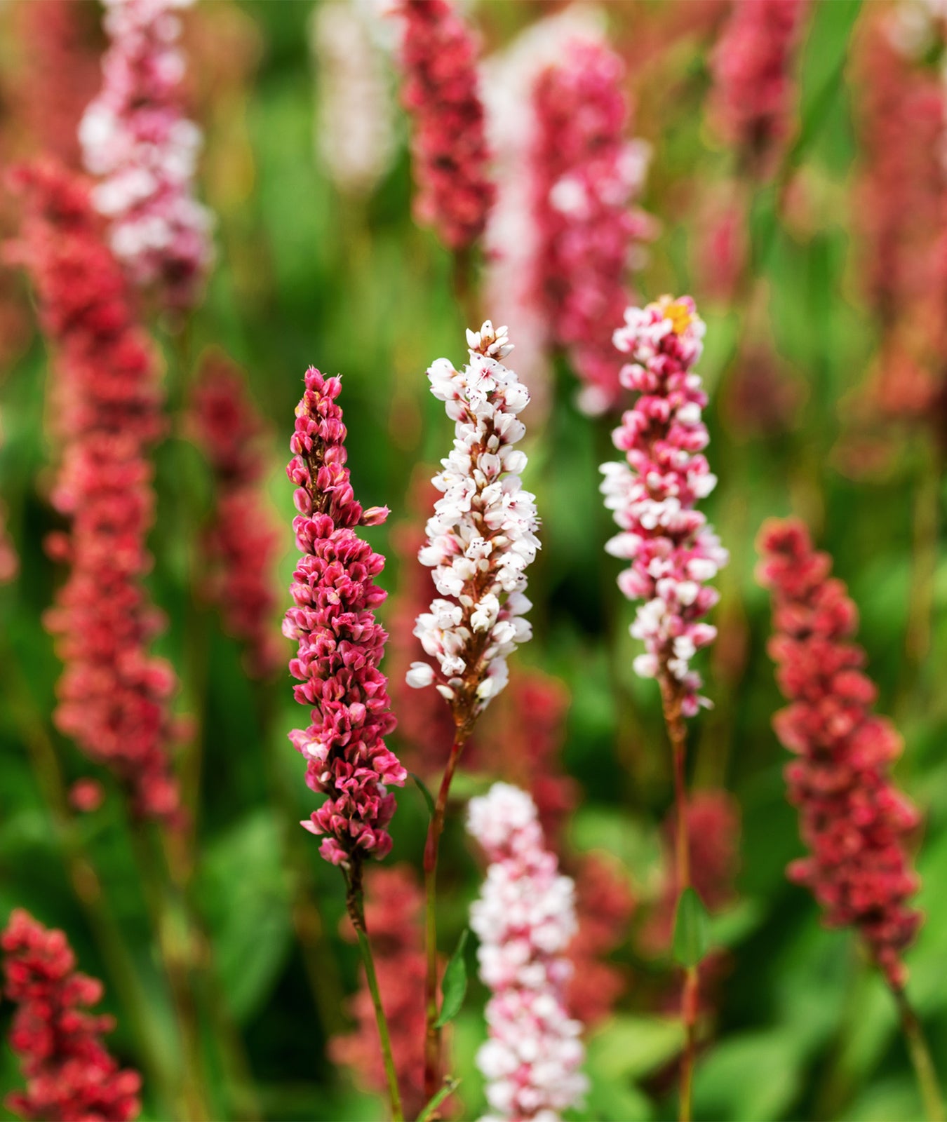 Persicaria amplexicaulis &