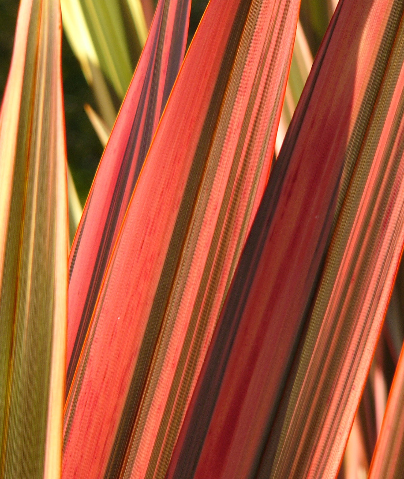 Phormium &