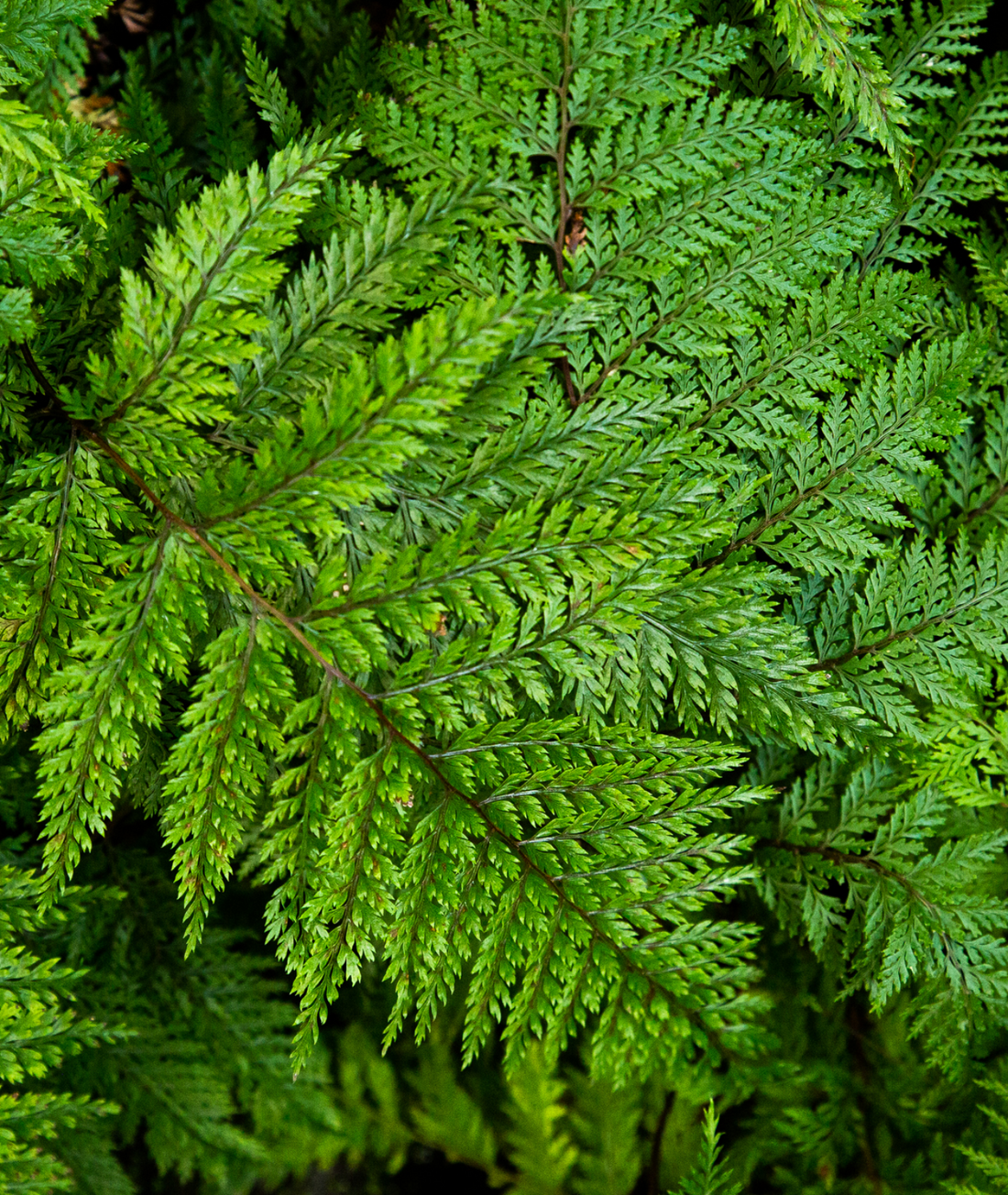 Polystichum setiferum &