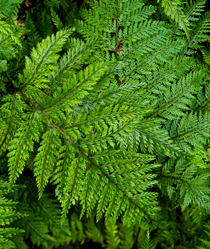 Polystichum setiferum &