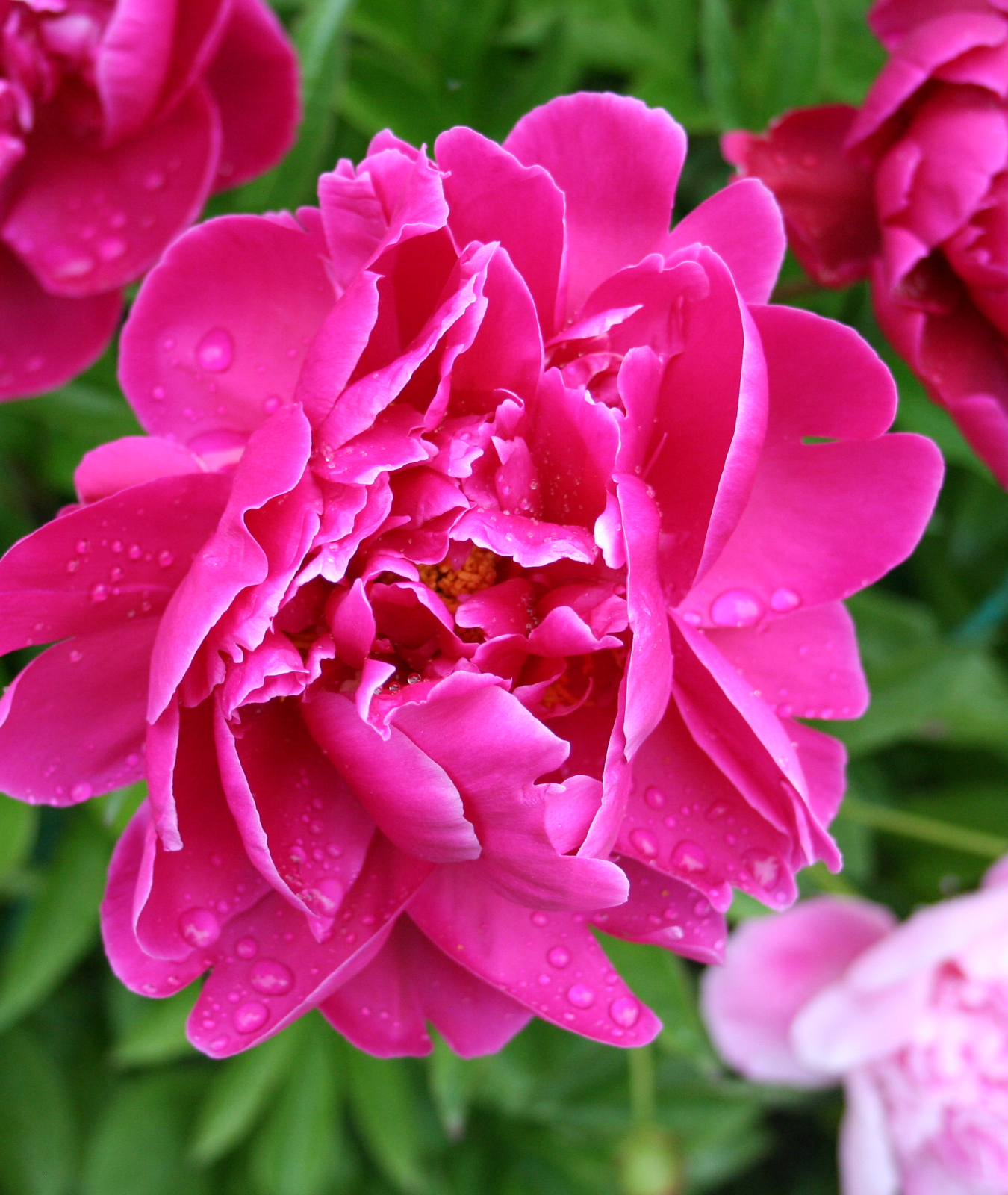 Paeonia &