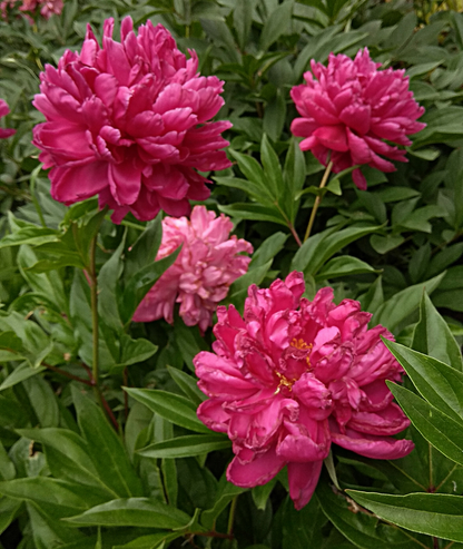 Paeonia &
