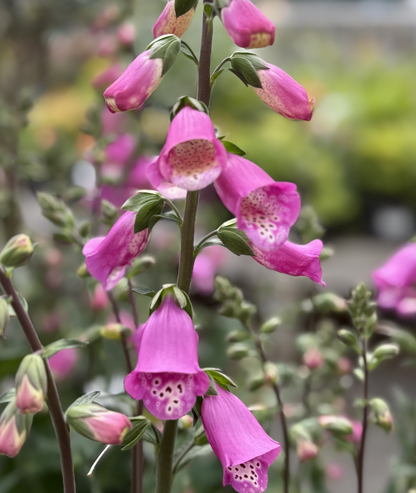 3 litre Digitalis &