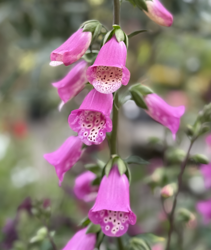 3 litre Digitalis &