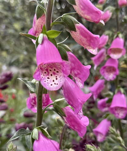 3 litre Digitalis &
