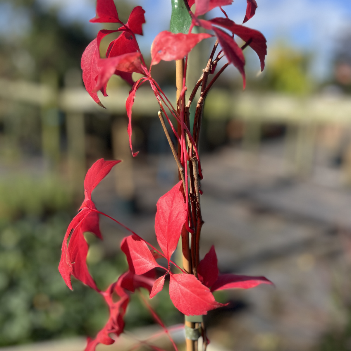 Parthenocissus quinquefolia var. engelmannii