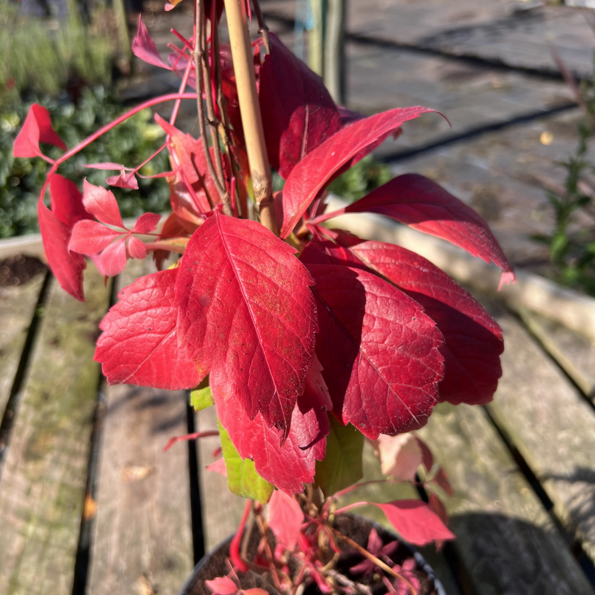 Parthenocissus quinquefolia var. engelmannii