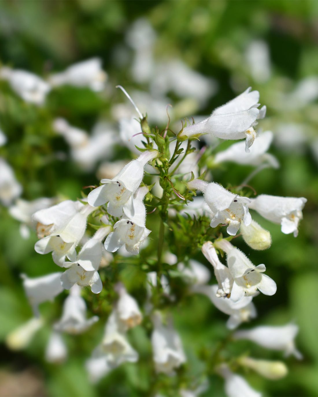 Penstemon &