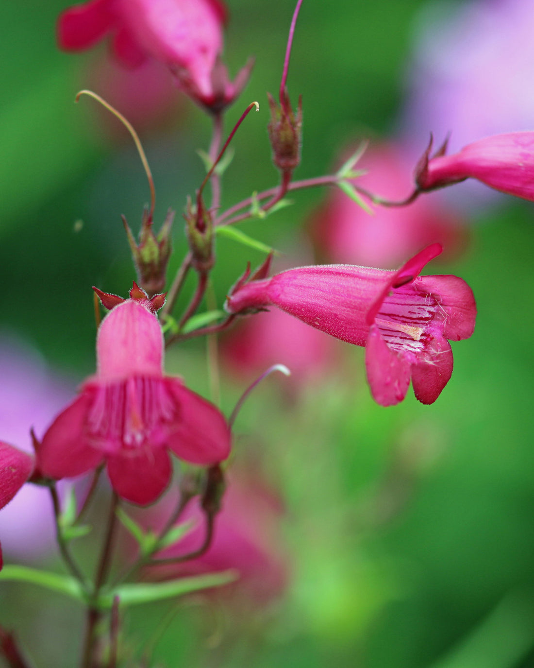 Penstemon &
