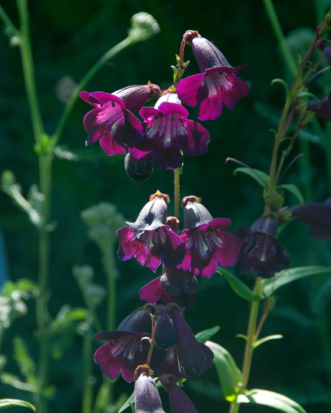 Penstemon &