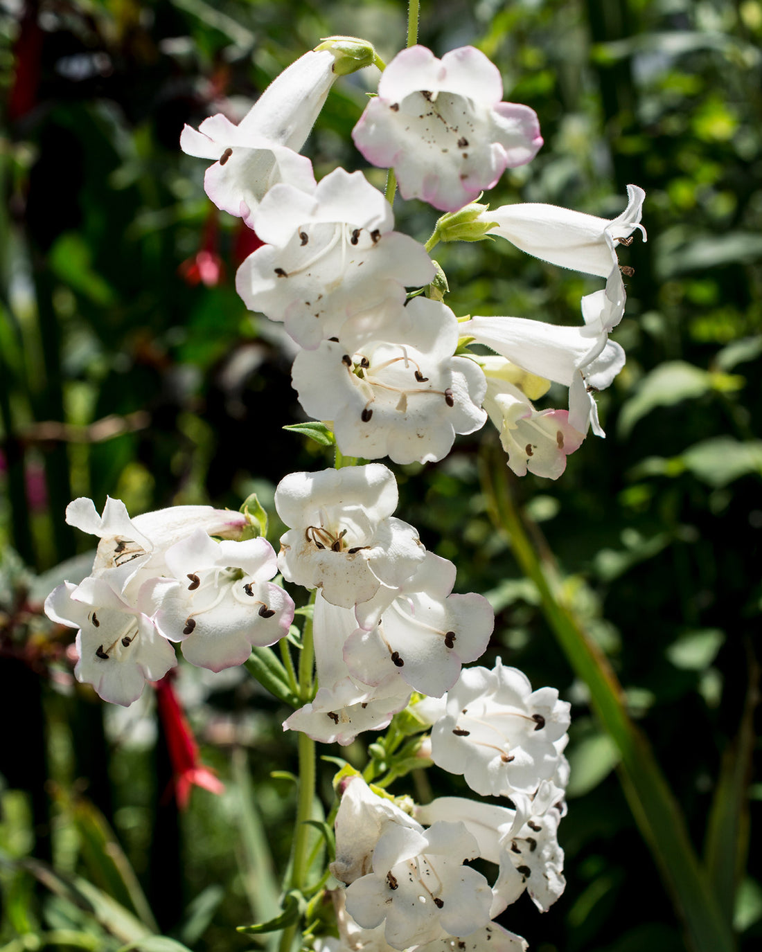 Penstemon &