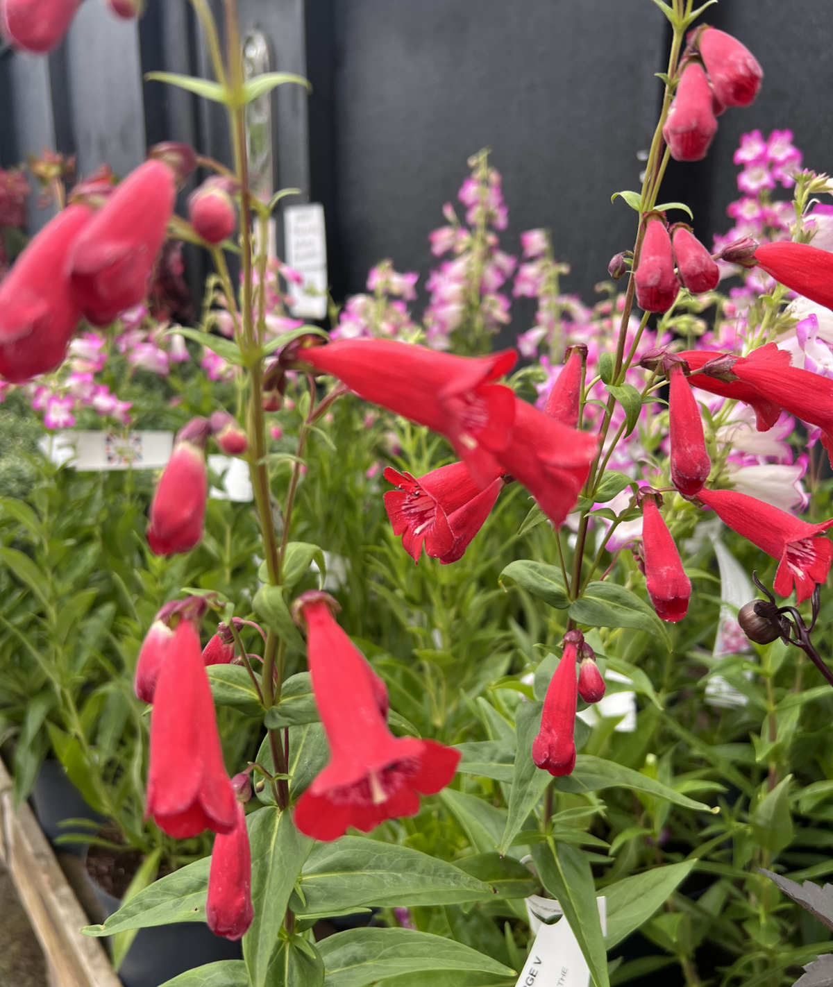 Penstemon &