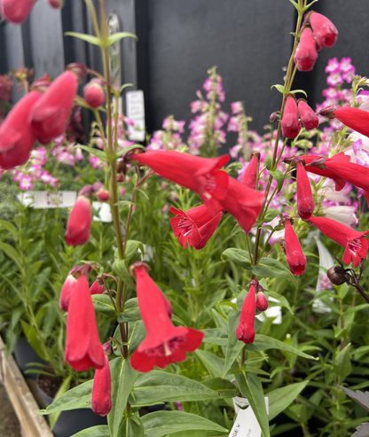 Penstemon &