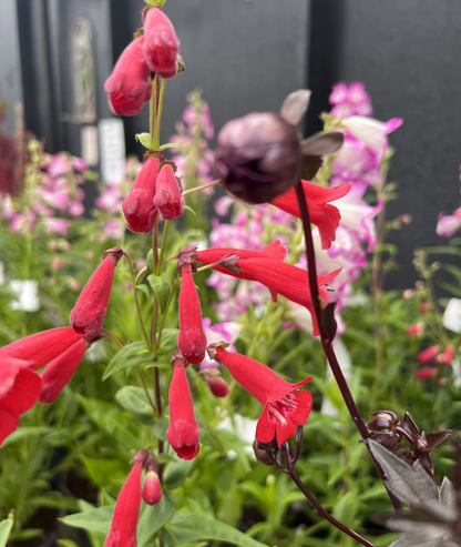 Penstemon &