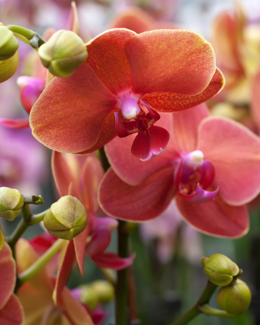 Phalaenopsis &